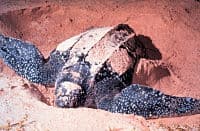 leatherback-turtles-grenada
