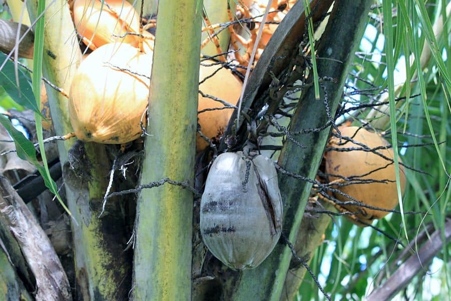 caribbean-coconutes