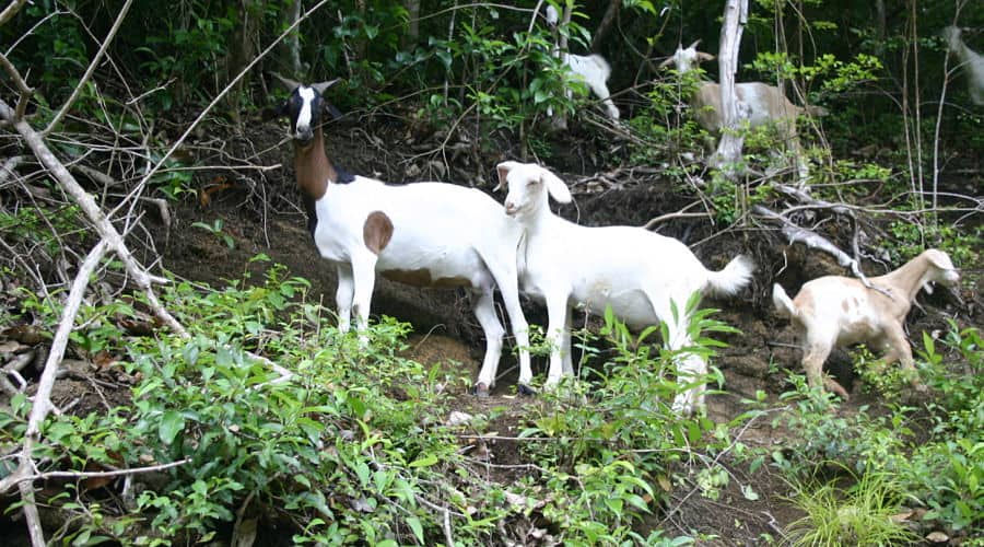 grenada goats