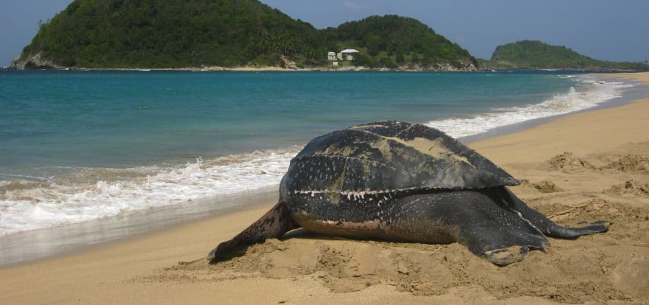 Levera Beach leatherback turtle