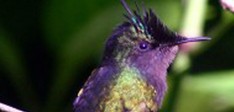 Caribbean Photo Guide: How to Take Spectacular Photos of The Hummingbird