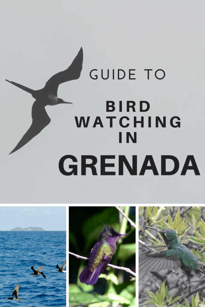 birdwatching in grenada pinterest