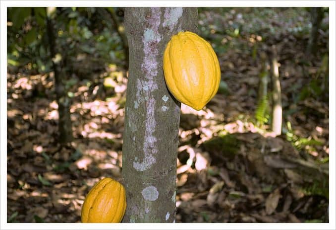 cacao-facts-you-did-not-know