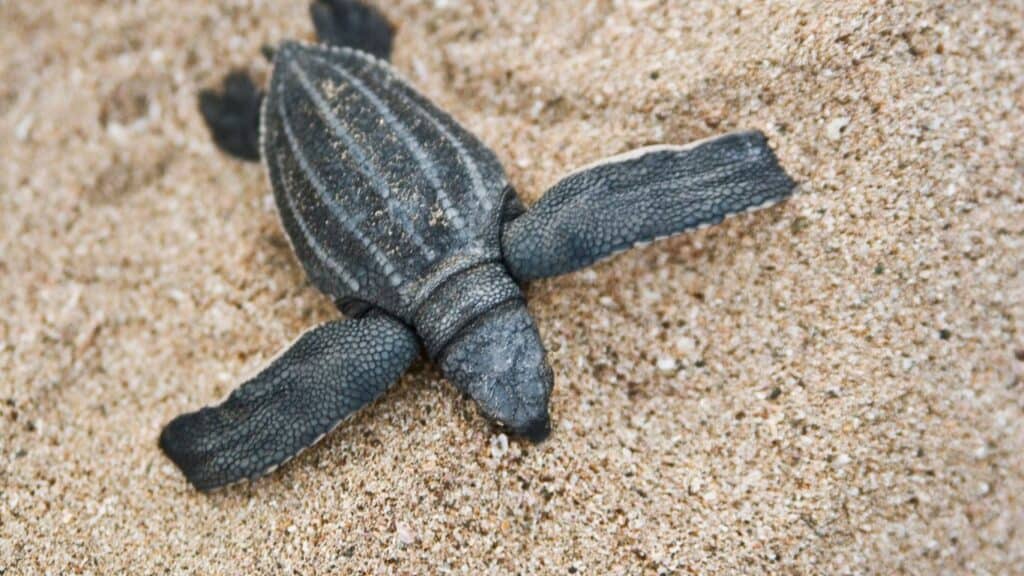 leatherback turtle watching in Grenada