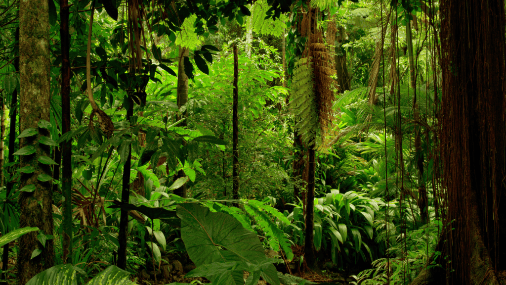 Grenada's Rainforest